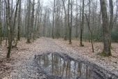 Bois des Hautes Landes